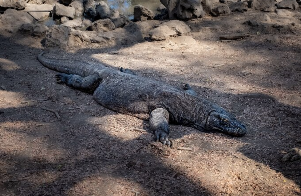 코모도 (Komodo)